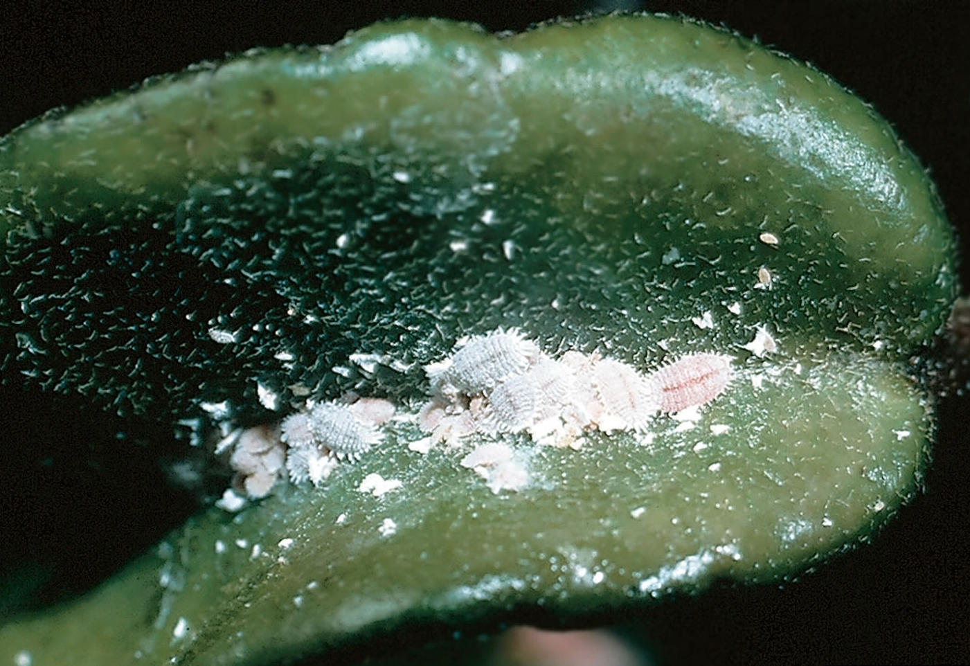 Mealybugs have a cottony appearance